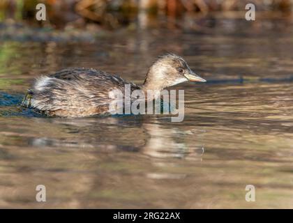 Little Grebe (Tachybaptus ruficollis) im Winter im See in Katwijk in den Niederlanden. Stockfoto