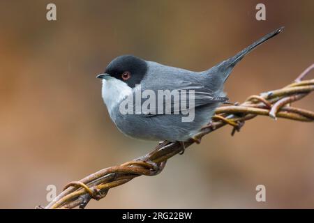 Männliche sardischen Warbler Stockfoto