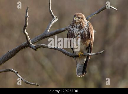 Buizerd zittend op een Tak; Mäusebussard auf einem Ast sitzend Stockfoto