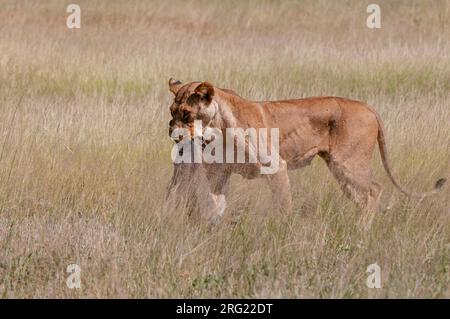 Eine Löwin, Panthera leo, trägt einen frisch getöteten Warzenschwein. Samburu Game Reserve, Kenia. Stockfoto