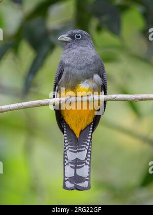 Ein Weibchen Weißschwanztrogon (Trogon chionurus) in Bahia Solano, Choco, Kolumbien. Stockfoto