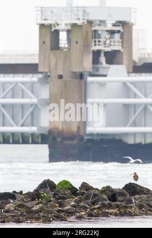 Eurasischer Curlew, Numenius arquata, die auf Unkraut und Muscheln bedeckte Felsen in Wintergründen an der Nordseeküste suchen Stockfoto