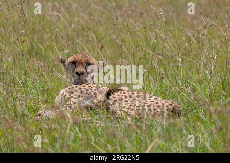 Porträt eines Geparden, Acinonyx jubatus, der im hohen Gras ruht. Masai Mara National Reserve, Kenia. Stockfoto