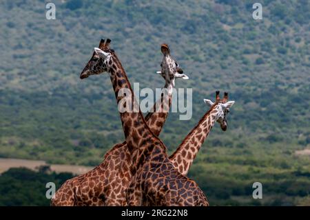 Drei Masai-Giraffen, Giraffa camelopardalis, schauen in alle Richtungen. Masai Mara National Reserve, Kenia. Stockfoto