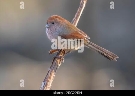 Weinkehliger Parrotbill (Sinosuthora webbiana) entkommen und auf einem Ast thront Stockfoto