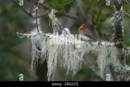 Kanarische Inseln Robin (Erithacus rubecula Superbus) hoch oben auf einem mit Flechten überdachten Zweig auf Teneriffa, Kanarische Inseln, Spanien Stockfoto