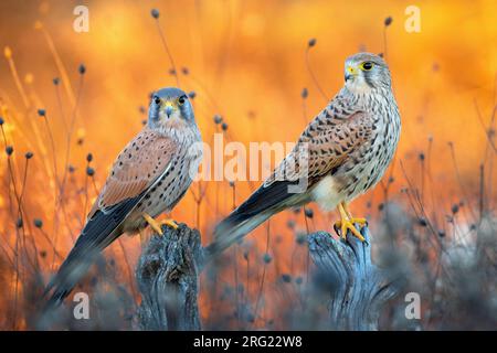 Eurasischer Kestrel, Falco tinnunculus, in Italien. Ein Paar Kestrels. Stockfoto