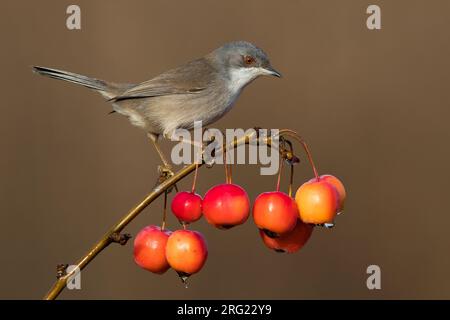 Weibliche sardische Warbler Stockfoto