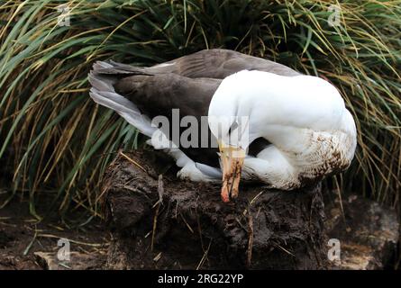 Een wenkbrauwalbatros bouwt een nest van Modder, das spätere zarte Wölfe als beton ein schwarzbraun Albatross baut ein Nest mit Schlamm. Danach Stockfoto