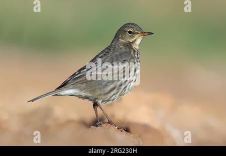 Winterend European Rock Pipit, Anthus petrosus, in Hyeres, Frankreich. Stockfoto