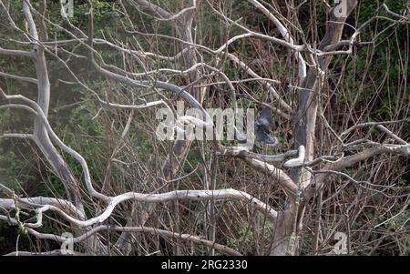 Bolles Taube (Columba bollii) mehrere Vögel in einem Baum in Monte del Agua, Erjos, Teneriffa, Kanarische Inseln, Spanien Stockfoto