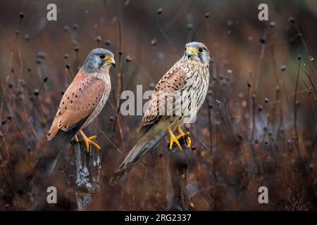 Eurasischer Kestrel, Falco tinnunculus, in Italien. Ein Paar Kestrels. Stockfoto