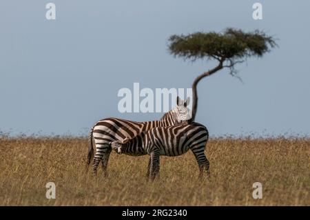 Ein gewöhnliches oder einsames Zebra-hengstfohlen, Equus quagga, das von seiner Mutter stillt. Masai Mara National Reserve, Kenia. Stockfoto