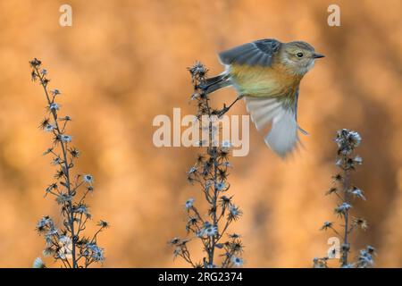 Winterliche Europäische Stonechat (Saxicola rubicola) im Flug. Stockfoto