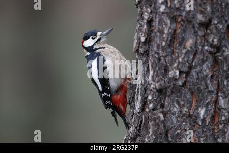 Ausgewachsener männlicher Specht mit großem Fleck (Dendrocopus major canariensis) hoch oben an einem Baum in einem Pinienwald auf Teneriffa, Spanien Stockfoto
