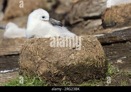 Na een broedduur van zo'n 70 dagen, duurt het nog vier maanden voordat een jonge Wenkbrauwalbatros uitvliegt nach 70 Tagen dauert es weitere 4 mont Stockfoto