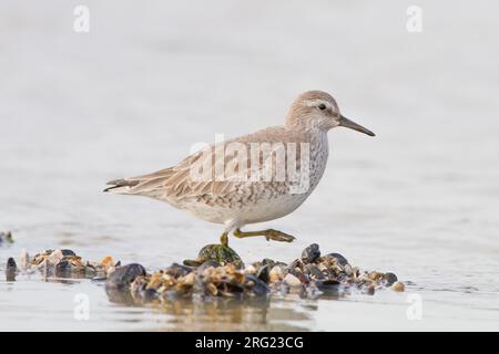 Red Knot, Calidris canutus erster Winter mit Muscheln auf Felsen am Pier Stockfoto