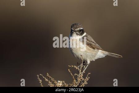 Kanarische Inseln Stonechat (Saxicola dacotiae dacotiae) männlich auf Felsen in La Oliva, Fuerteventura Stockfoto