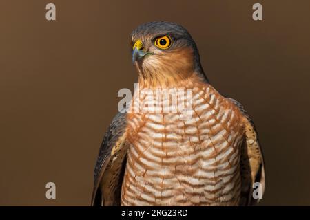 Eurasischen Sperber (Accipiter nisus), close-up der erwachsenen männlichen. Stockfoto