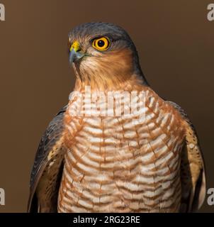 Portrait der männlichen Eurasischen Sperber (Accipiter nisus) Stockfoto