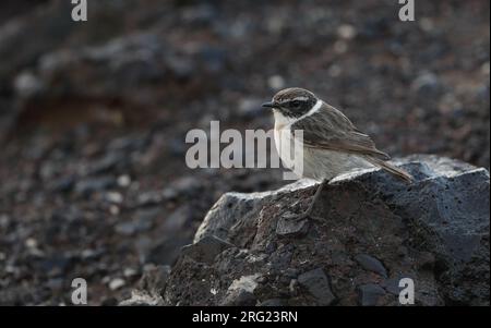 Kanarische Inseln Stonechat (Saxicola dacotiae dacotiae) männlich auf Felsen in La Oliva, Fuerteventura Stockfoto