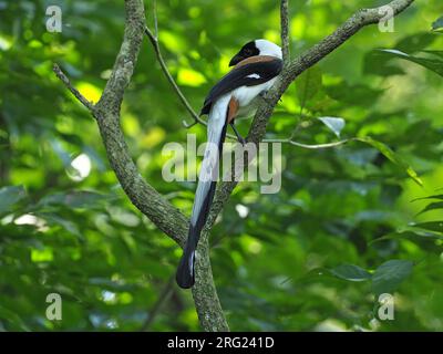 Weißbauch-Treepie (Dendrocitta leucogastra) in Indien. Stockfoto