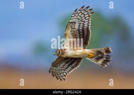 Weibliche Hühnerweihe (Circus cyaneus) im Flug. Wintervogel in Italien. Stockfoto