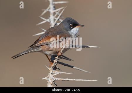 Spectacled Warbler (Sylvia conspicillata orbitalis) auf Fuerteventura, Kanarische Inseln, Spanien Stockfoto