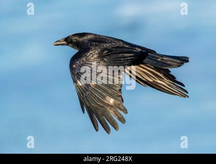 Aaskrähe (Corvus corone) in Katwijk, Niederlande. Flug über den Nordseestrand. Stockfoto