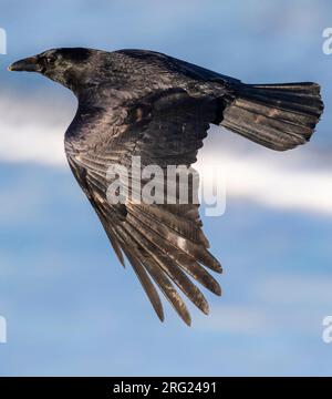 Aaskrähe (Corvus corone) in Katwijk, Niederlande. Flug über den Nordseestrand. Stockfoto