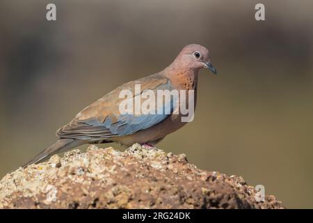 Laughing Dove (Spilopelia senegalensis) auf einem Vulkan rock, Fuerteventura, Kanarische Inseln thront. Stockfoto