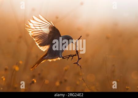 Die winterliche schwarze Rotzunge (Phoenicurus ochruros gibraltariensis) in Italien. Landung auf einem Zweig mit Hintergrundbeleuchtung. Stockfoto