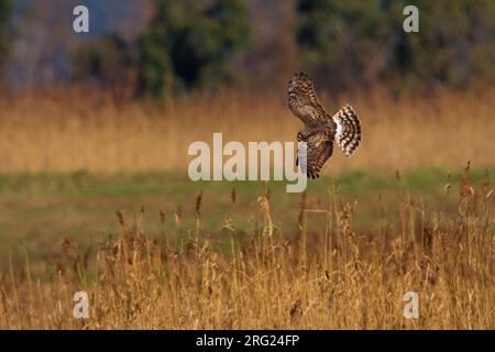 Vrouwtje Blauwe Kiekendief in de Vlucht; Weiblicher Kornweihe im Flug Stockfoto