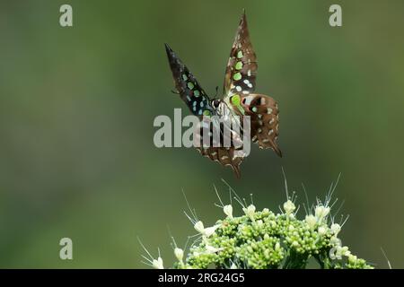 Tailed Jay (Graphium agamemnon), Vorderansicht des Schmetterlings im Flug vor grünem Hintergrund Stockfoto