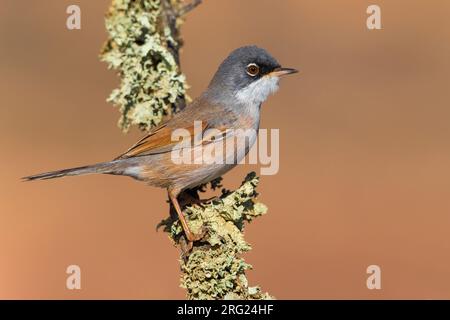 Spectacled Warbler (Sylvia conspicillata orbitalis) auf Fuerteventura, Kanarische Inseln, Spanien Stockfoto