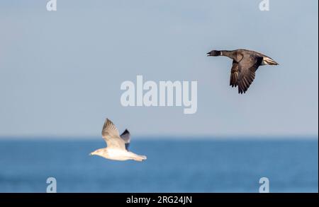 Dunkelbauchige Brent Goose (Branta bernicla bernicla) am Strand von Katwijk, Niederlande. Ich rufe den Flug an Stockfoto