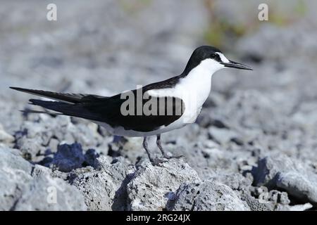 Sooty Tern, Onychoprion fuscatus, in Tekokota - Tuamotu Archipel - Französisch-Polynesien. Stockfoto