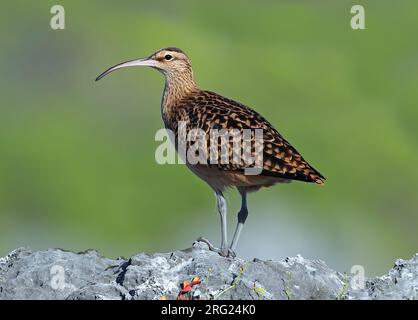 Borstenschenkel-Curlew (Numenius tahitiensis) nahm die 25/01/2021 in Tekokota - Tuamotu Archipel - Französisch-Polynesien Stockfoto