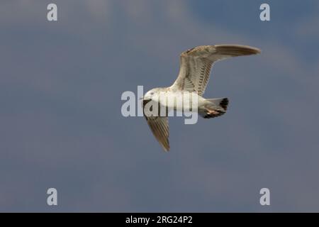 Onvolwassen Stormmeeuw in Vlucht; unreif gemeinsamen Möwe im Flug Stockfoto