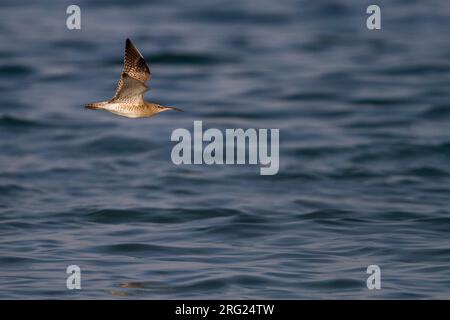 Regenbrachvogel - - regenbrachvogel Numenius phaeopus ssp. phaeopus, Oman Stockfoto