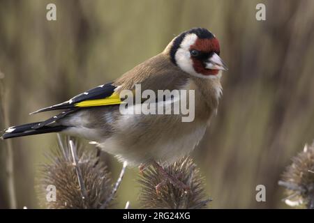Europäische Goldfinch thront auf einem Zweig; Putter zittend op een Tak Stockfoto