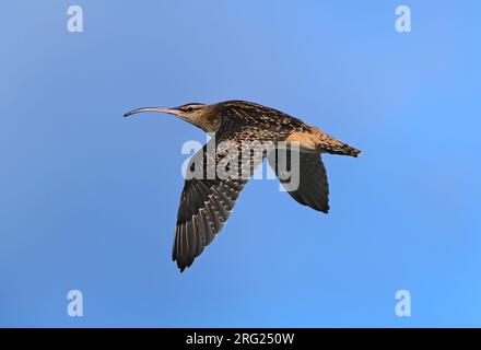 Borstenschenkel-Curlew (Numenius tahitiensis) nahm die 29/01/2021 in Rangiroa - Tuamotu-Archipel - Französisch-Polynesien Stockfoto