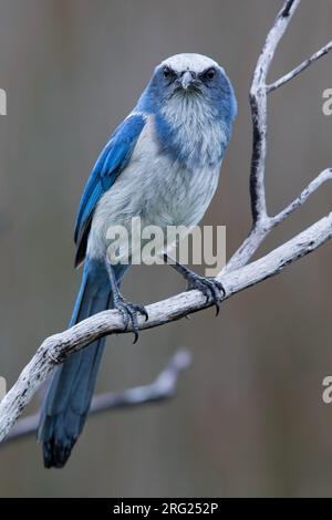 Männliche Florida Scrub-Jay (Aphelocoma coerulescens) an merrit Island Stockfoto