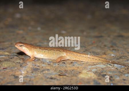 Palmate Newt (Lissotriton helveticus) nahm die 06/02/2022 in Ile sur la Sorgues - Frankreich. Stockfoto