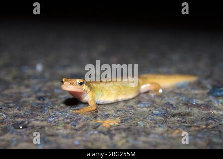 Palmate Newt (Lissotriton helveticus) nahm die 06/02/2022 in Ile sur la Sorgues - Frankreich. Stockfoto