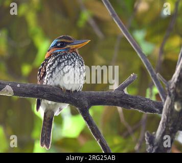 Gesichtet wurde Wood Kingfisher (Actenoides lindsayi) im La Mesa Eco Park, Luzon, auf den Philippinen. Stockfoto