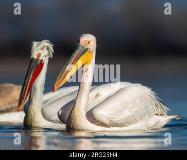 Winterender Erwachsener großer weißer Pelikan (Pelecanus onocrotalus) in Lake Kerkini, Griechenland. Ich schwimme eng zusammen mit einem dalmatinischen Pelikan im Backgro Stockfoto