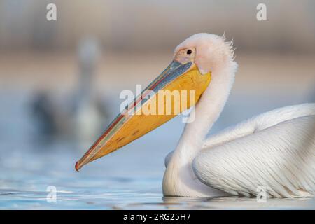 Winterender Erwachsener großer weißer Pelikan (Pelecanus onocrotalus) am Kerkini-See, Griechenland. Ein weiterer Pelikan schwimmt im Hintergrund. Stockfoto