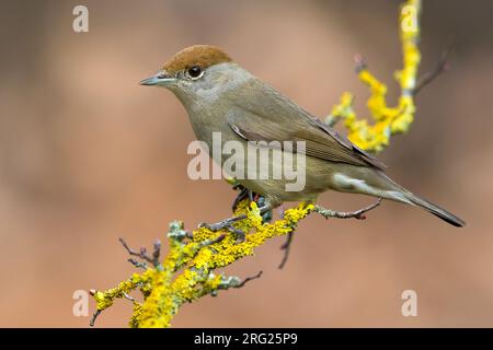 Mönchsgrasmücke; Sylvia atricapilla Stockfoto