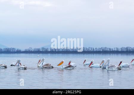 Winterender unreifer weißer Pelikan (Pelecanus onocrotalus) in einer Herde dalmatinischer Pelikane (Pelecanus crispus) im Kerkini-See, Griechenland. Stockfoto